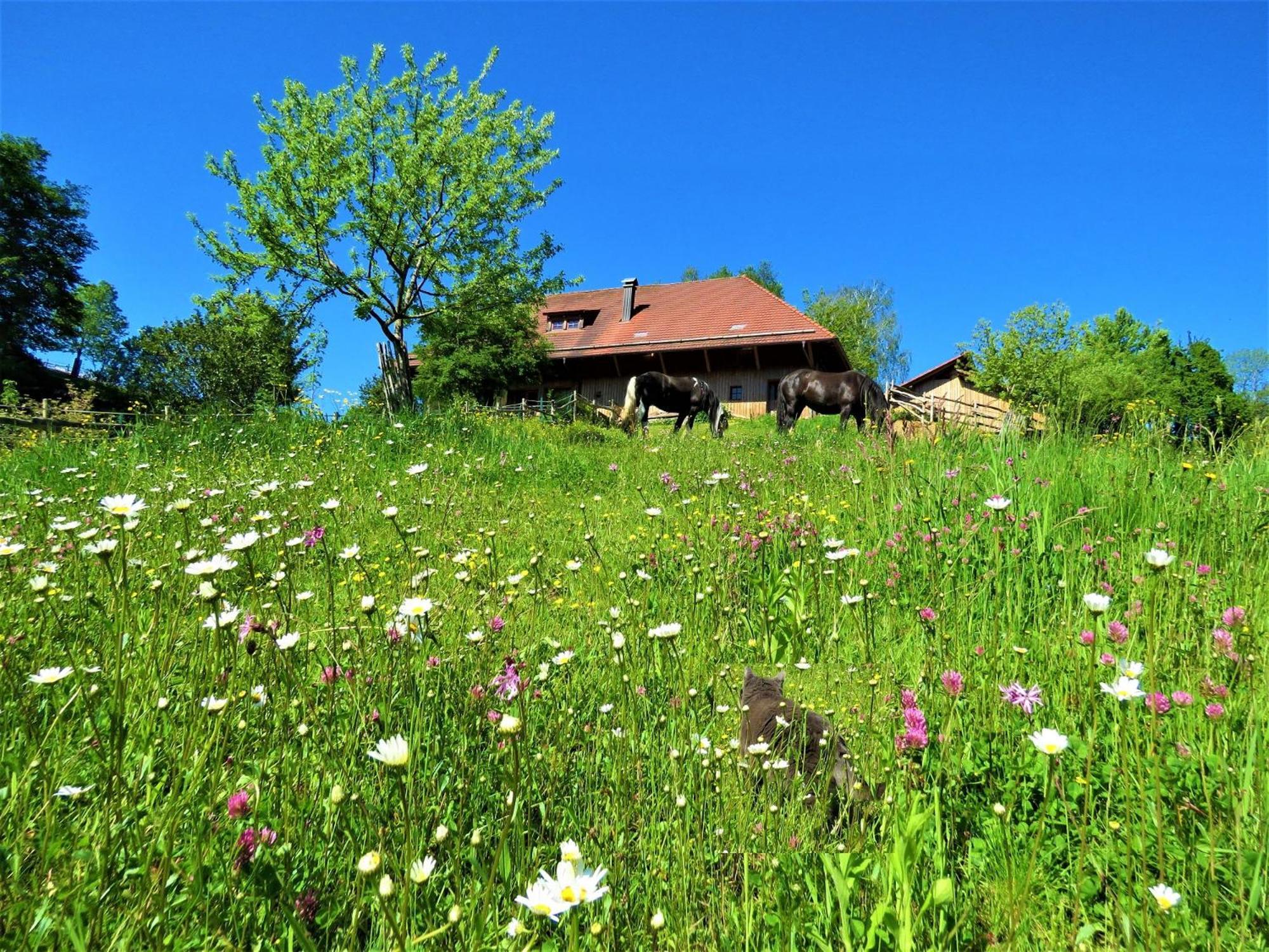 Hernis-Höfle Elzach Exterior foto